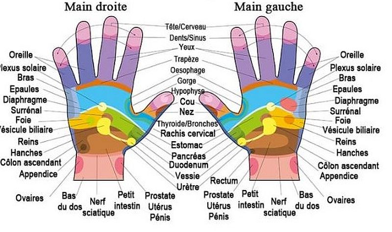 zones r&eacute;flexes de la main